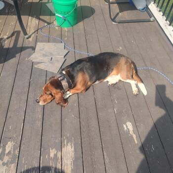 Louis D11731 -  Basset Hound Dog for Adoption - Louis D11731 | PetCurious