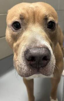 Pit Bull Terrier and Mixed Breed Dogs Available for Adoption - Dandy | PetCurious