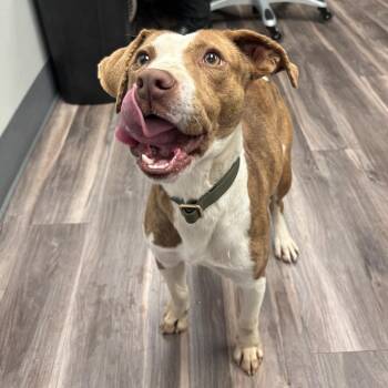 American Staffordshire Terrier Dogs Available for Adoption - Cannoli | PetCurious