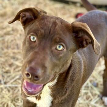WILMA -  Australian Kelpie and Border Collie Dog Available for Adoption in Richmond, California - WILMA | PetCurious
