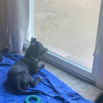 Schnauzer and Mixed Breed Dogs Available for Adoption in Minnetonka, Minnesota - Trousers D68781 | PetCurious