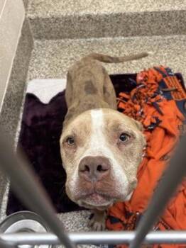 Elliot -  Pit Bull Terrier and Mixed Breed Dog for Adoption in Westland, Michigan - Elliot | PetCurious
