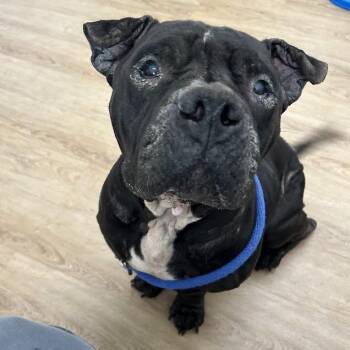 Ora -  American Bulldog and American Staffordshire Terrier Dog for Adoption in Lyndhurst, Virginia - Ora | PetCurious