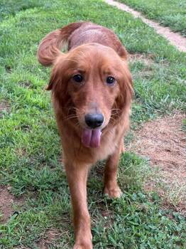 Cedar -  Golden Retriever Dog Available for Adoption in Middletown, Connecticut - Cedar | PetCurious