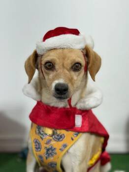 Chihuahua and Jack Russell Terrier Dogs Available for Adoption in Carlsbad, California - Blossom | PetCurious