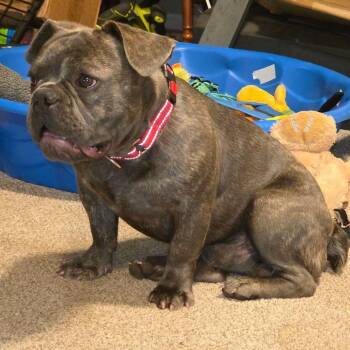 Jelly -  French Bulldog Dog for Adoption in Jackson, Missouri - Jelly | PetCurious