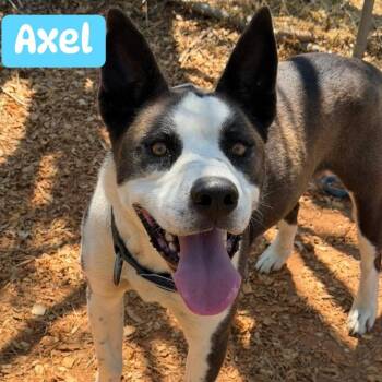 Pit Bull Terrier Dogs Available for Adoption in Port St. Lucie, Florida - Axel | PetCurious