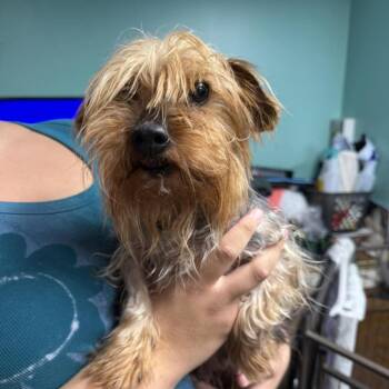 Buttons -  Yorkshire Terrier Dog for Adoption in Cleveland, Tennessee - Buttons | PetCurious