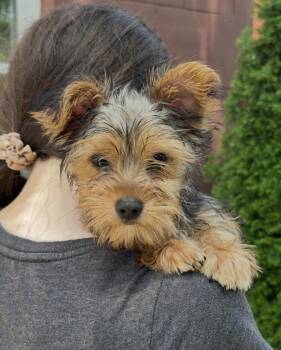 Paddington -  Yorkshire Terrier Dog for Adoption in Chester Springs, Pennsylvania - Paddington | PetCurious