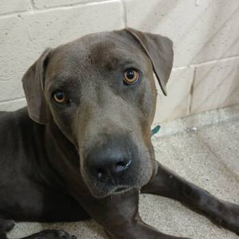 Rescue Black Labrador Retriever and Mixed Breed Dogs for Adoption in Wadena, Minnesota - Smokey The Bear | PetCurious