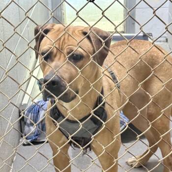 Jasmine -  Belgian Shepherd Malinois Dog for Adoption in Summerville, South Carolina - Jasmine | PetCurious