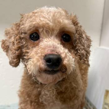 Rescue Poodle Dogs for Adoption in Hartland, Wisconsin - Staten - Foster Home Needed | PetCurious