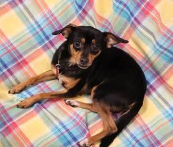 Rocky Athens -  Chihuahua Dog for Adoption in Rockaway, New Jersey - Rocky Athens | PetCurious