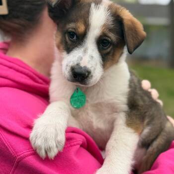 Mixed Breed Dogs Available for Adoption in Buffalo, Minnesota - Boise | PetCurious