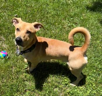 Mixed Breed Dogs Available for Adoption in Columbia, Maryland - Albert | PetCurious