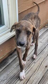 Dakota -  Whippet Dog for Adoption in Colorado Springs, Colorado - Dakota | PetCurious