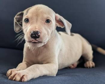 Australian Cattle Dog Blue Heeler and Pit Bull Terrier Dogs Available for Adoption in Shawnee, Oklahoma - Pinky Promise | PetCurious