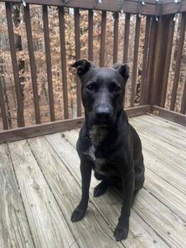 Mixed Breed Dogs Available for Adoption - Tank | PetCurious