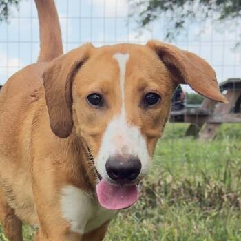 Lindsay -  Mixed Breed Dog for Adoption in Leander, Texas - Lindsay | PetCurious