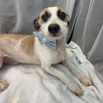 Thunder -  Terrier Dog for Adoption in Foley, Alabama - Thunder | PetCurious