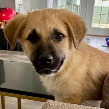 Anatolian Shepherd Dogs Available for Adoption - Cantina | PetCurious