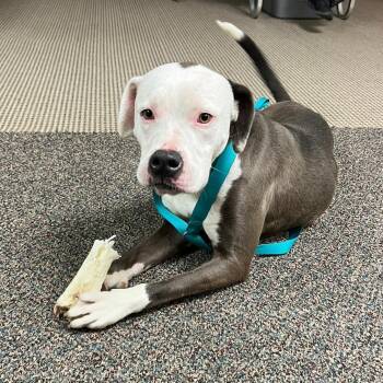 Rescue Pit Bull Terrier and Boxer Dogs for Adoption in Kingman, Kansas - Elvis | PetCurious