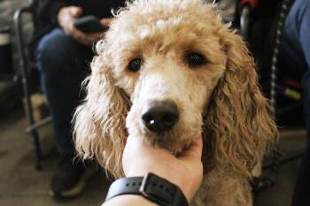Poodle Dogs Available for Adoption - Maple | PetCurious