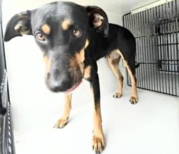 Doberman Pinscher Dogs Available for Adoption in Houston, Texas - A654866 | PetCurious