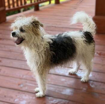 Terrier Dogs Available for Adoption in Slidell, Louisiana - Will Byers | PetCurious