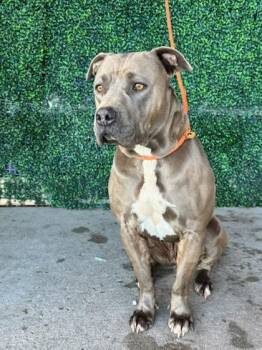 Pit Bull Terrier and Mixed Breed Dogs Available for Adoption in El Paso, Texas - Duke Wellington* | PetCurious