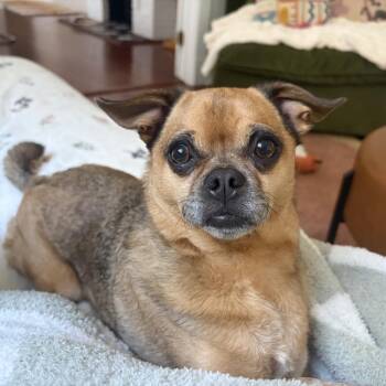 Beignet -  Chihuahua and Pug Dog for Adoption in Abbotsford, British Columbia - Beignet | PetCurious