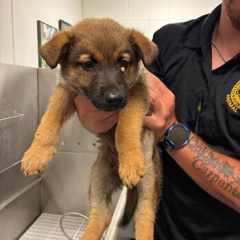 Bratwurst -  German Shepherd Dog Dog Available for Adoption - Bratwurst | PetCurious