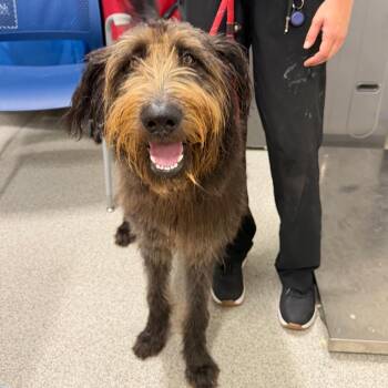 Rocky -  Mixed Breed Dog for Adoption in Englewood, Florida - Rocky | PetCurious
