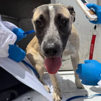 Bella Swan -  Shepherd and Mixed Breed Dog for Adoption in Edinburg, Texas - Bella Swan | PetCurious