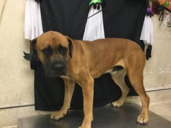 Rescue Mastiff and Mixed Breed Dogs for Adoption in Riverside, California - MAX | PetCurious