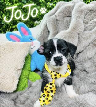JoJo -  Terrier and Chihuahua Dog for Adoption in Lucas, Texas - JoJo | PetCurious