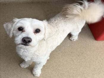 Lhasa Apso Dogs Available for Adoption - CLARK KENT | PetCurious