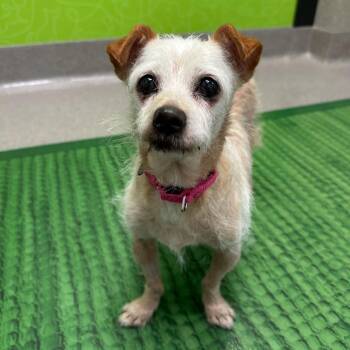 Graciela -  Terrier and Mixed Breed Dog for Adoption in Los Angeles, California - Graciela | PetCurious