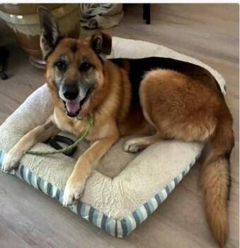 German Shepherd Dog Dogs Available for Adoption in Frazier Park, California - Greg | PetCurious