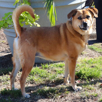 Rescue Mixed Breed Dogs for Adoption in Port Washington, New York - Leah | PetCurious