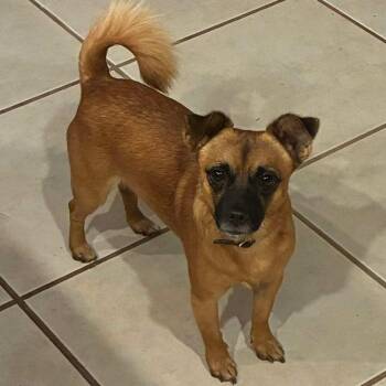 BatMan -  Jack Russell Terrier Dog for Adoption in Gulfport, Mississippi - BatMan | PetCurious