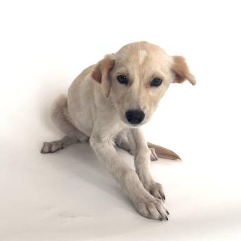Coral -  Mixed Breed Dog for Adoption in Brentwood, Missouri - Coral | PetCurious