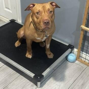 Jack -  Pit Bull Terrier Dog for Adoption in Lyndhurst, New Jersey - Jack | PetCurious