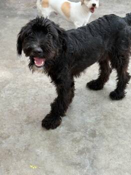 Rachel -  Poodle Dog for Adoption in Santa Rosa, California - Rachel | PetCurious