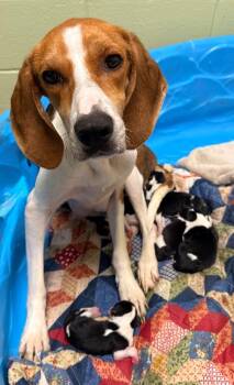 Rescue Foxhound Dogs for Adoption in Defiance, Ohio - Pam | PetCurious
