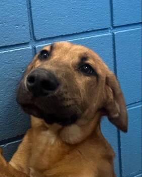 Bentley -  Shepherd Dog for Adoption in Hartsville, South Carolina - Bentley | PetCurious