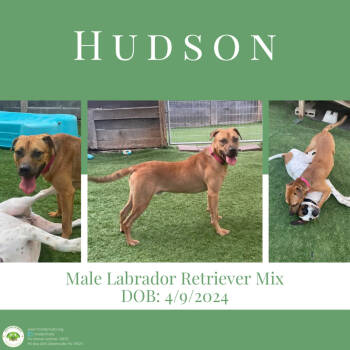 Rescue Labrador Retriever Dogs for Adoption in Pottstown, Pennsylvania - Hudson | PetCurious