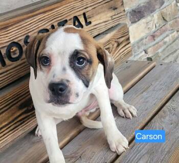 Beagle and Boxer Dogs Available for Adoption in Saint Clairsville, Ohio - Carson | PetCurious