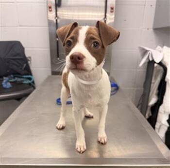 SCHOLAR -  Chihuahua and Mixed Breed Dog for Adoption in Houston, Texas - SCHOLAR | PetCurious