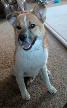Taz -  Collie Dog for Adoption in Parker, Colorado - Taz | PetCurious